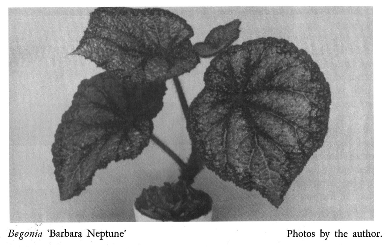 B. ‘Barbara Neptune’